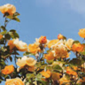 Meet your Posher, Keira